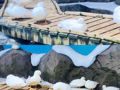 -海合安青岛极地海洋公园