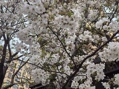 -高东镇樱花园