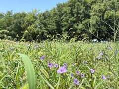 -汉长安城未央宫国家考古遗址公园