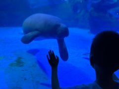 -烟台海昌鲸鲨海洋公园