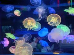 -太平洋海底世界