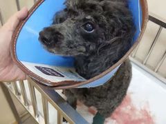 -芭比堂动物医院·犬猫全科·异宠专科(雁塔分院)
