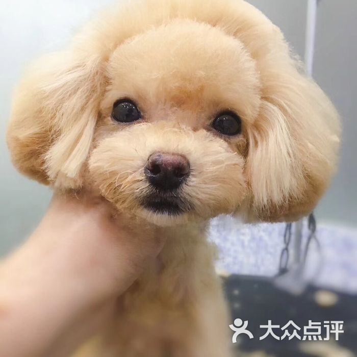 呆萌宠物图片-北京宠物店-大众点评网