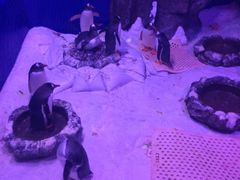 -暹罗海洋世界