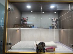 -翊宠yipet猫狗购宠庄园犬舍•猫舍