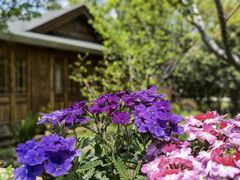 -鹅湖玫瑰文化园