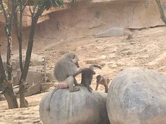 -泉州海丝野生动物世界