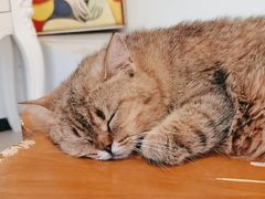 -共舞时光猫咖·狗咖(新街口店)