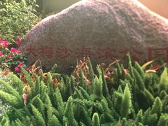 -大梅沙海滨公园