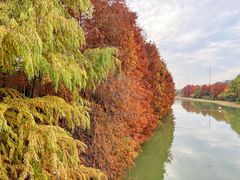 -上海海湾国家森林公园