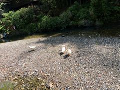 -三峡人家风景区