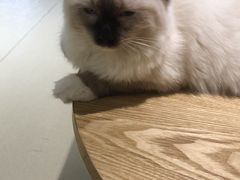 -藏猫猫咖啡主题馆(中央大道店)