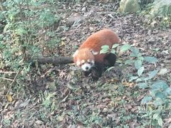 -成都大熊猫繁育研究基地