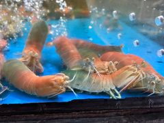 -徐记海鲜(梅溪新天地店)