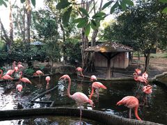 -清迈夜间动物园