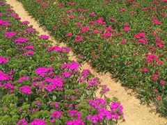-松山湖梦幻百花洲