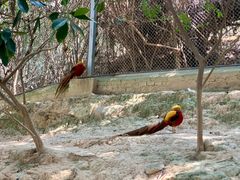 -泉州海丝野生动物世界