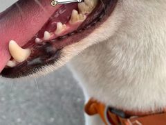 -宠福鑫康馨动物医院·骨科·眼科