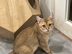 -楼上猫咖(罗湖店)