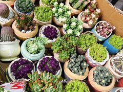 -循礼门鲜花花市(武汉循礼门店)