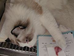 -瑞派福兴宠物医院犬猫全科·骨科·中西医结合(河东店)