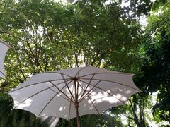 -Fern Forest Cafe