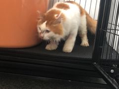 -瑞派动物医院·绝育·犬猫全科·预防医学(光景江南中店)