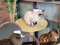 -豆逗聊愈猫阁Easy Life