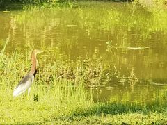 -合肥滨湖国家森林公园
