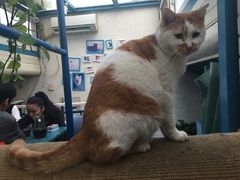 -Sirena海妖日咖夜酒