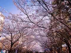 -高东镇樱花园