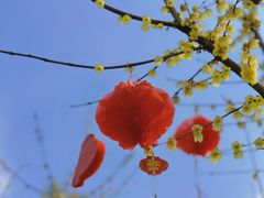 -三圣花乡旅游区