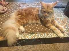 -more than meow吴止猫主题餐厅(承德 中船汇店)