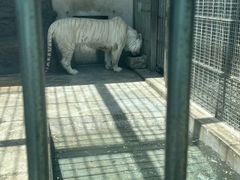 -青岛动物园