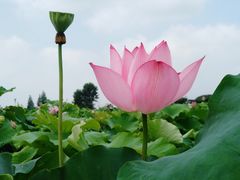 -陶辛水韵