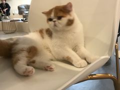 -飞行喵MR PILOT|猫舍·猫咖(静安大融城店)