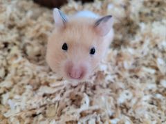 -怪兽屋·羊驼·猫咖·狗咖(俊华广场店)