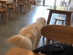 -尤加利咖啡馆