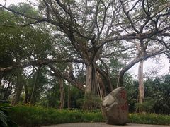 -瑞丽独树成林风景区