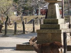 -奈良公园