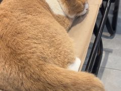 -伟伟宠物医院·CT影像中心·瑞派犬猫综合性门诊(汉口总院)