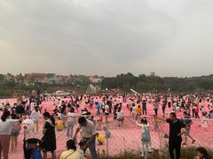 -大塘金香草谷
