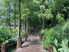 -重庆彩云湖湿地公园