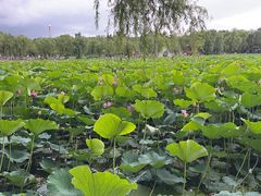 -长春市南湖公园