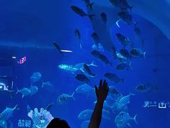 -烟台海昌鲸鲨海洋公园