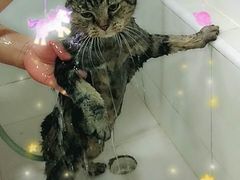 -酷狗靓猫宠物·洗护·美容·寄养(航北路店)