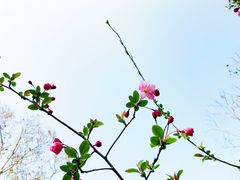 -顾村公园