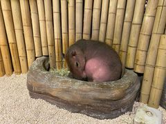 -萌宠奇缘