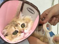 -汪喵宠物医院·骨科心脏影像·犬猫急重症ICU诊疗中心(成华分院)