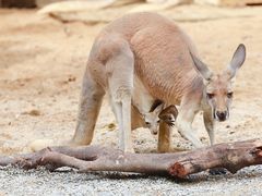 -广州长隆野生动物世界